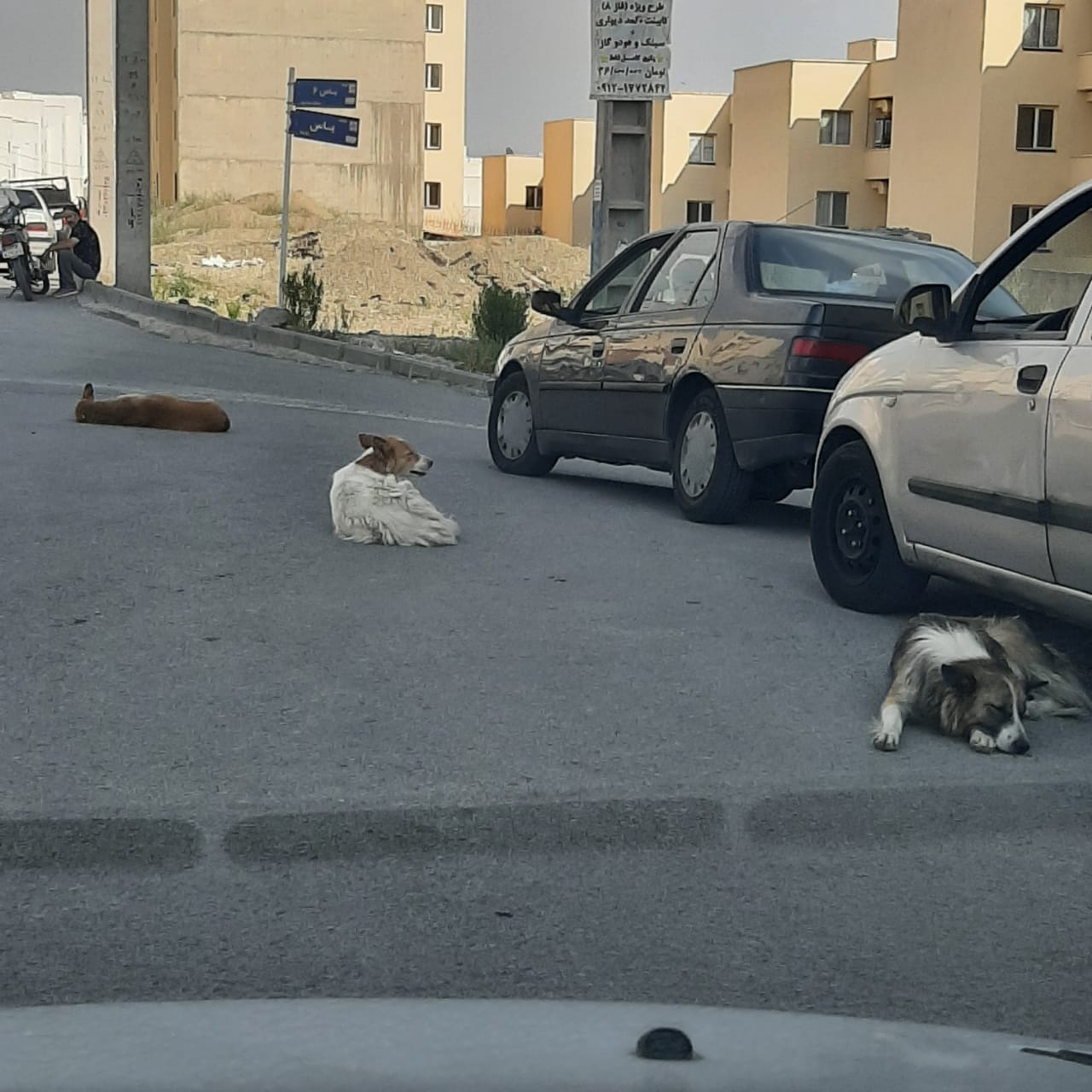 بارگزاری تصاویر سگها
