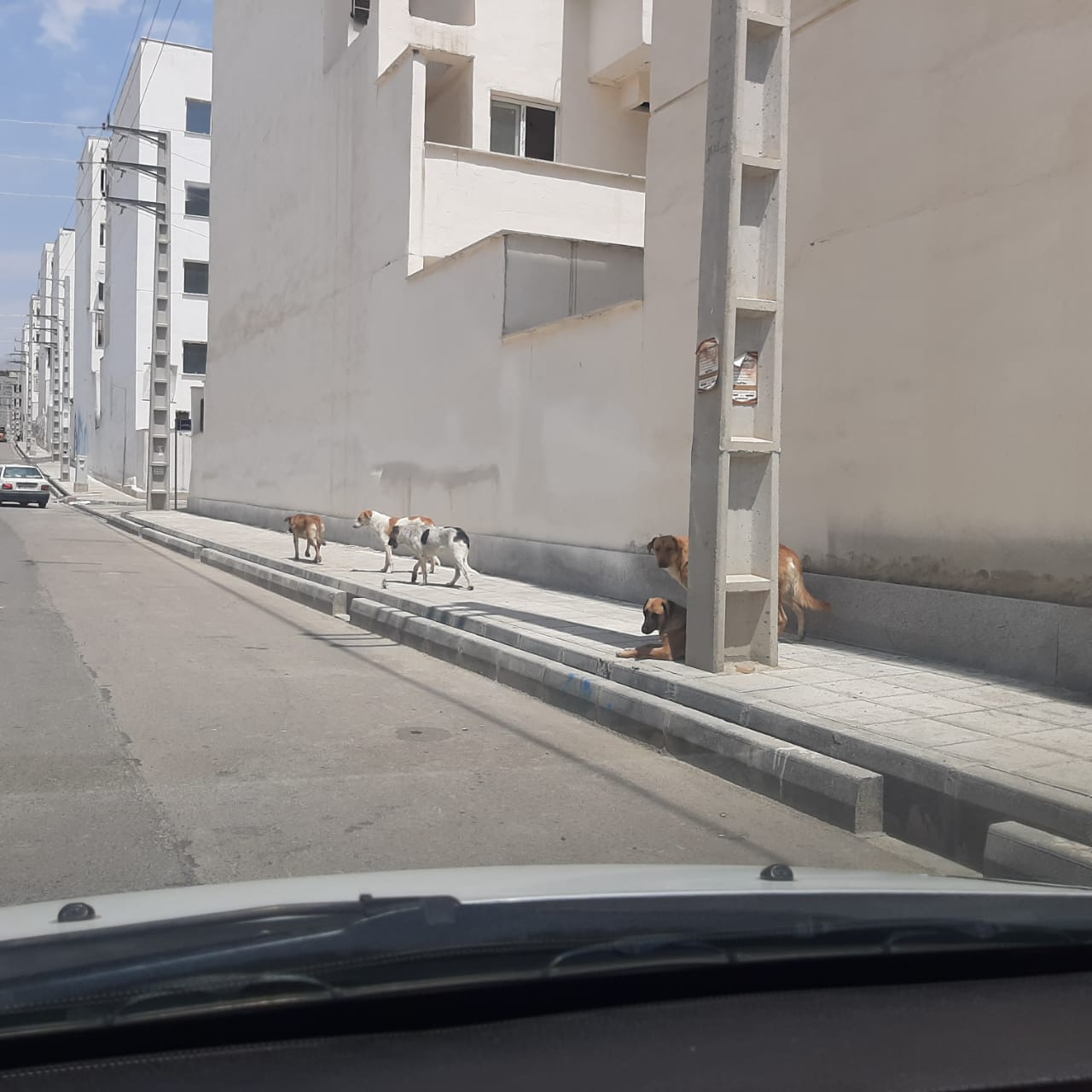 بارگزاری تصاویر سگها
